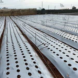 Màng nông nghiệp khổ lớn